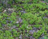 genus Sphagnum. Куртина в заболоченном лесу. Московская обл., Раменский р-н, окр. ж.-д. платформы Хрипань, смешанный лес. 19.04.2008.