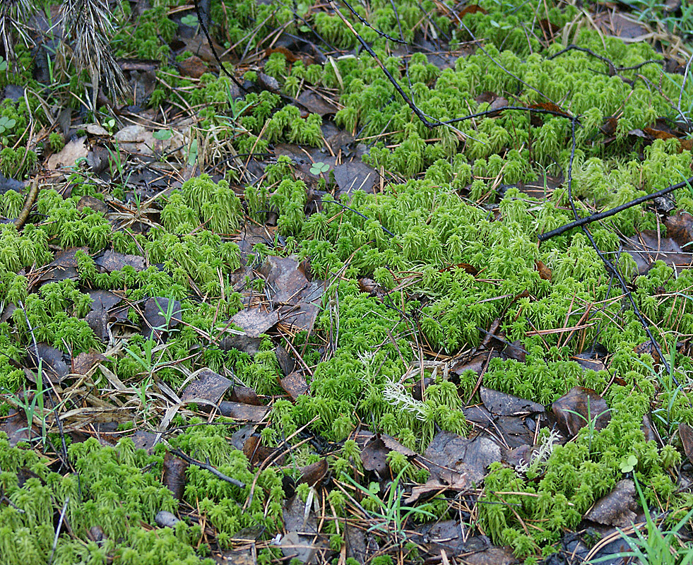 Изображение особи род Sphagnum.