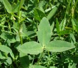 Trifolium ambiguum