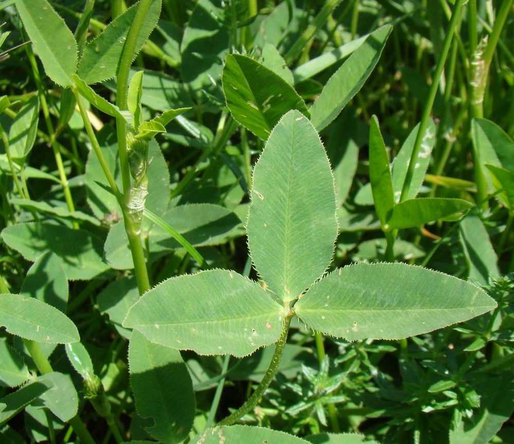 Изображение особи Trifolium ambiguum.