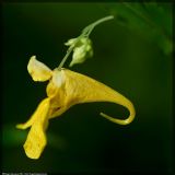 Impatiens noli-tangere