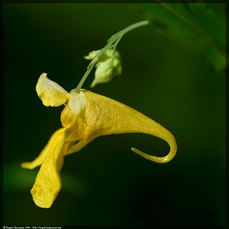 Image of Impatiens noli-tangere specimen.