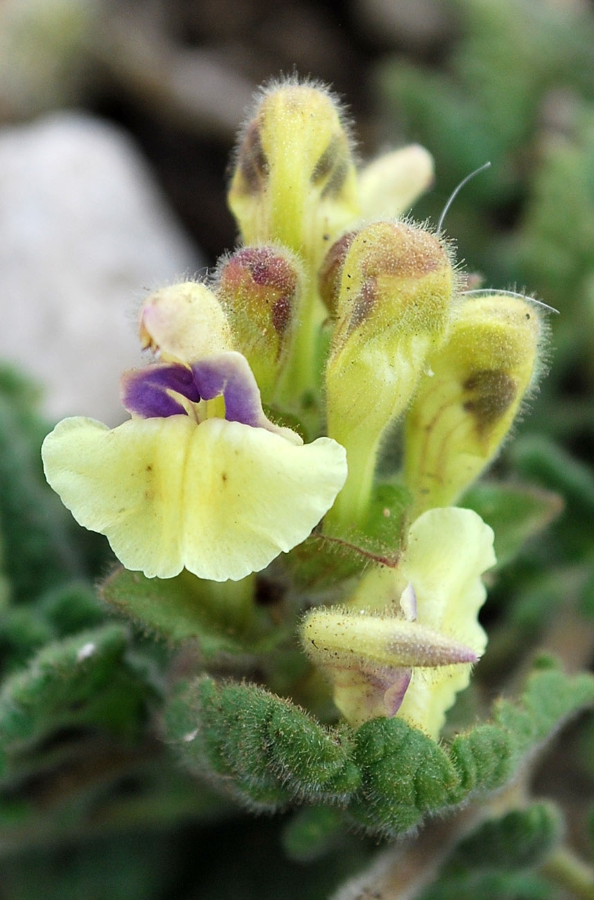 Image of Scutellaria cordifrons specimen.