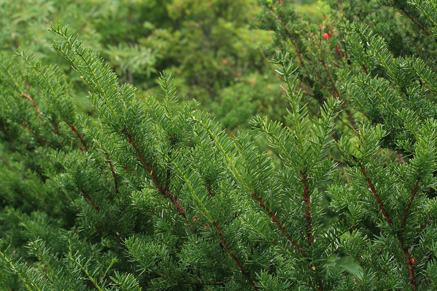 Image of Taxus cuspidata specimen.