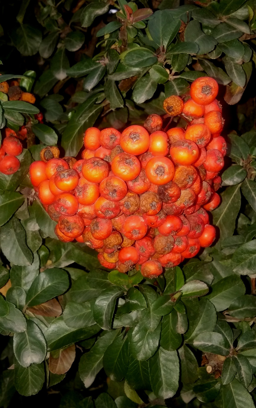 Изображение особи Pyracantha coccinea.