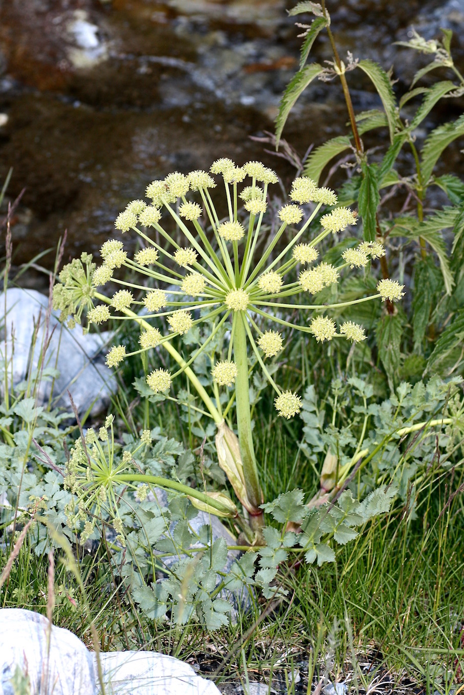 Image of Archangelica brevicaulis specimen.