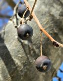 genus Celtis. Плоды. Португалия, округ Порталегри, г. Elvas, озеленение. Январь.