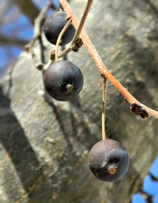 Image of genus Celtis specimen.