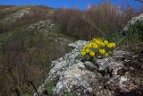 Alyssum lenense. Цветущее растение в расщелине скалы. Башкортостан, Ишимбайский р-н, гора Куштау, скальное обнажение. 03.05.2013.