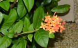 Ixora coccinea