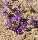 Legousia speculum-veneris