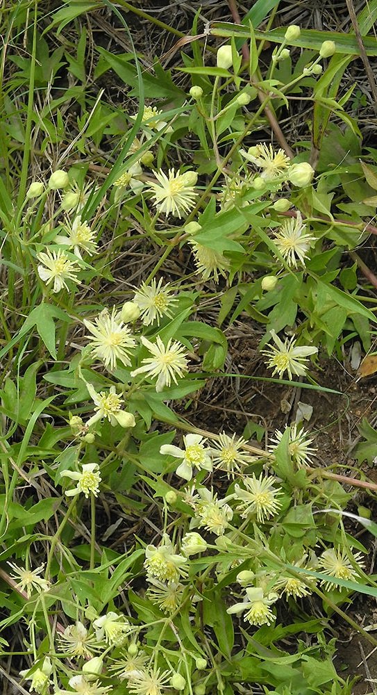 Image of Clematis campestris specimen.
