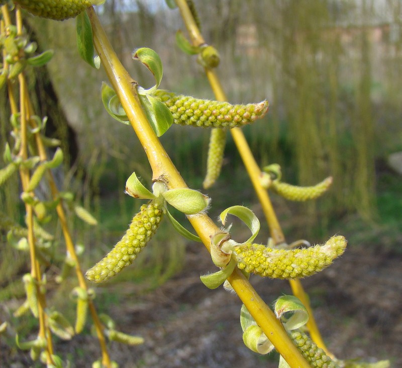 Image of Salix babylonica specimen.