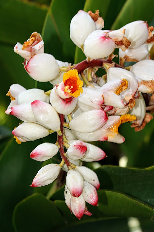 Image of Alpinia zerumbet specimen.