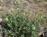 Melandrium latifolium. Цветущие растения. Армения, г. Ереван, заросший пустырь около ТРЦ. 28.04.2017.