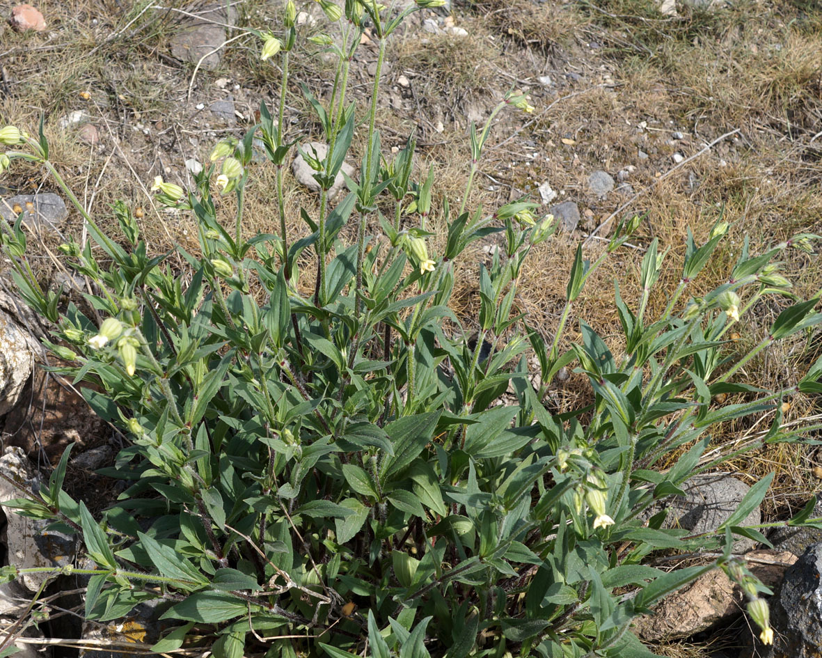 Image of Melandrium latifolium specimen.