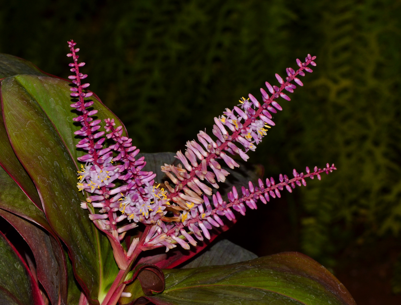Image of Cordyline fruticosa specimen.