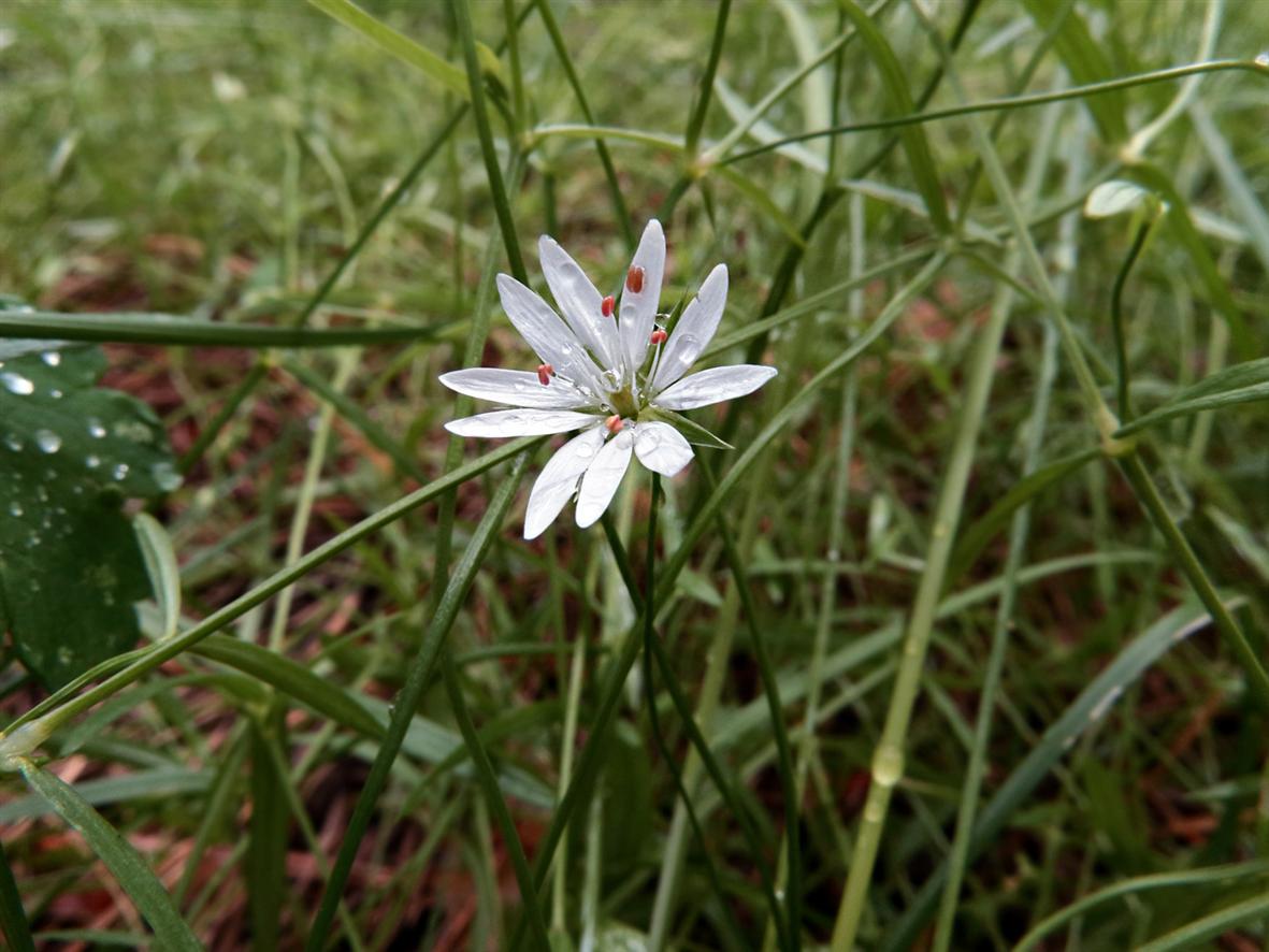 Изображение особи Stellaria graminea.