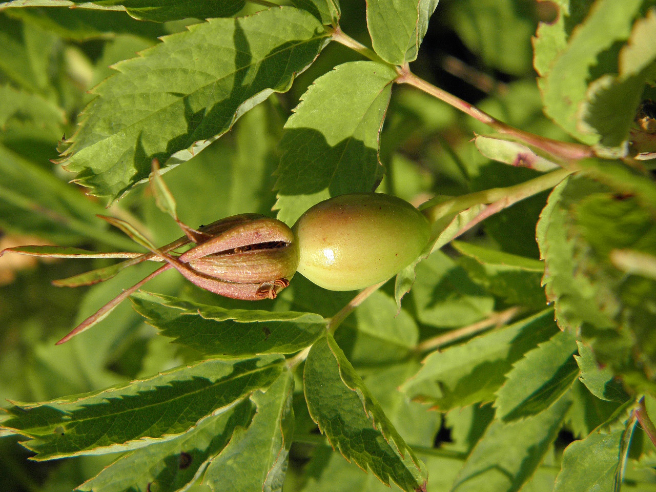 Image of Rosa glabrifolia specimen.