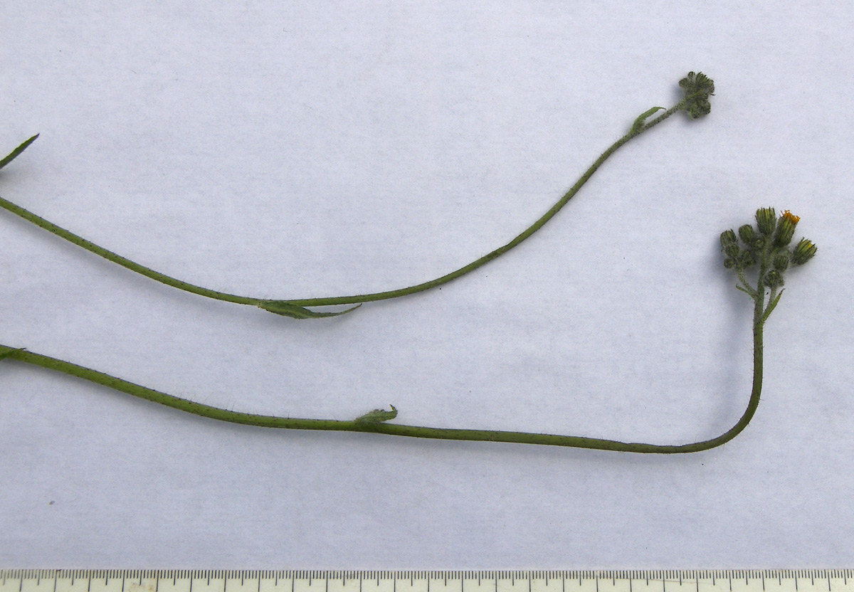 Image of Pilosella hohenackeri specimen.