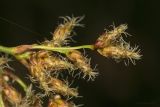 Schoenoplectus lacustris