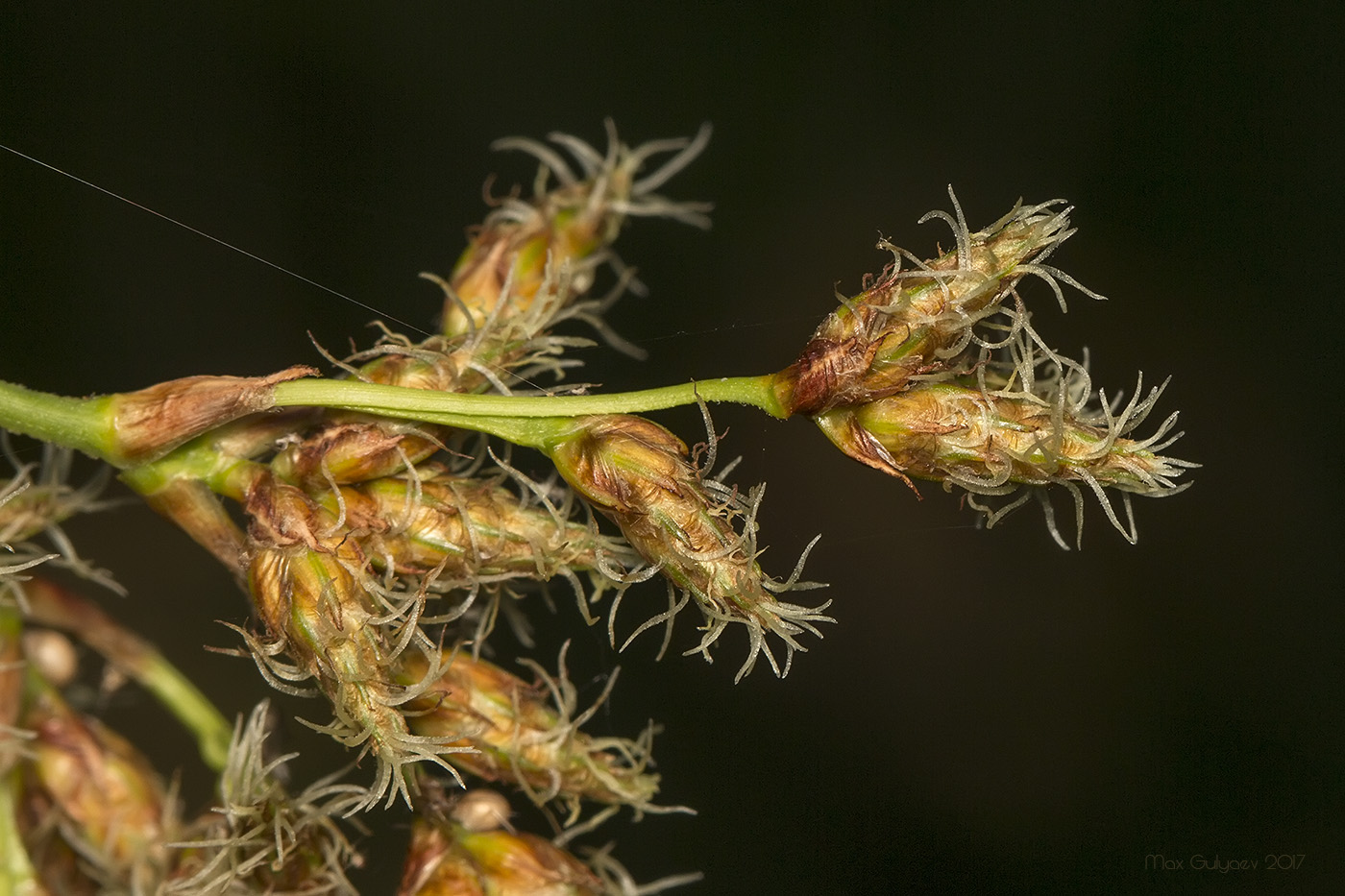 Изображение особи Schoenoplectus lacustris.