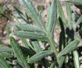 род Cirsium