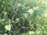 род Stachys