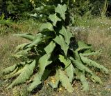 genus Verbascum