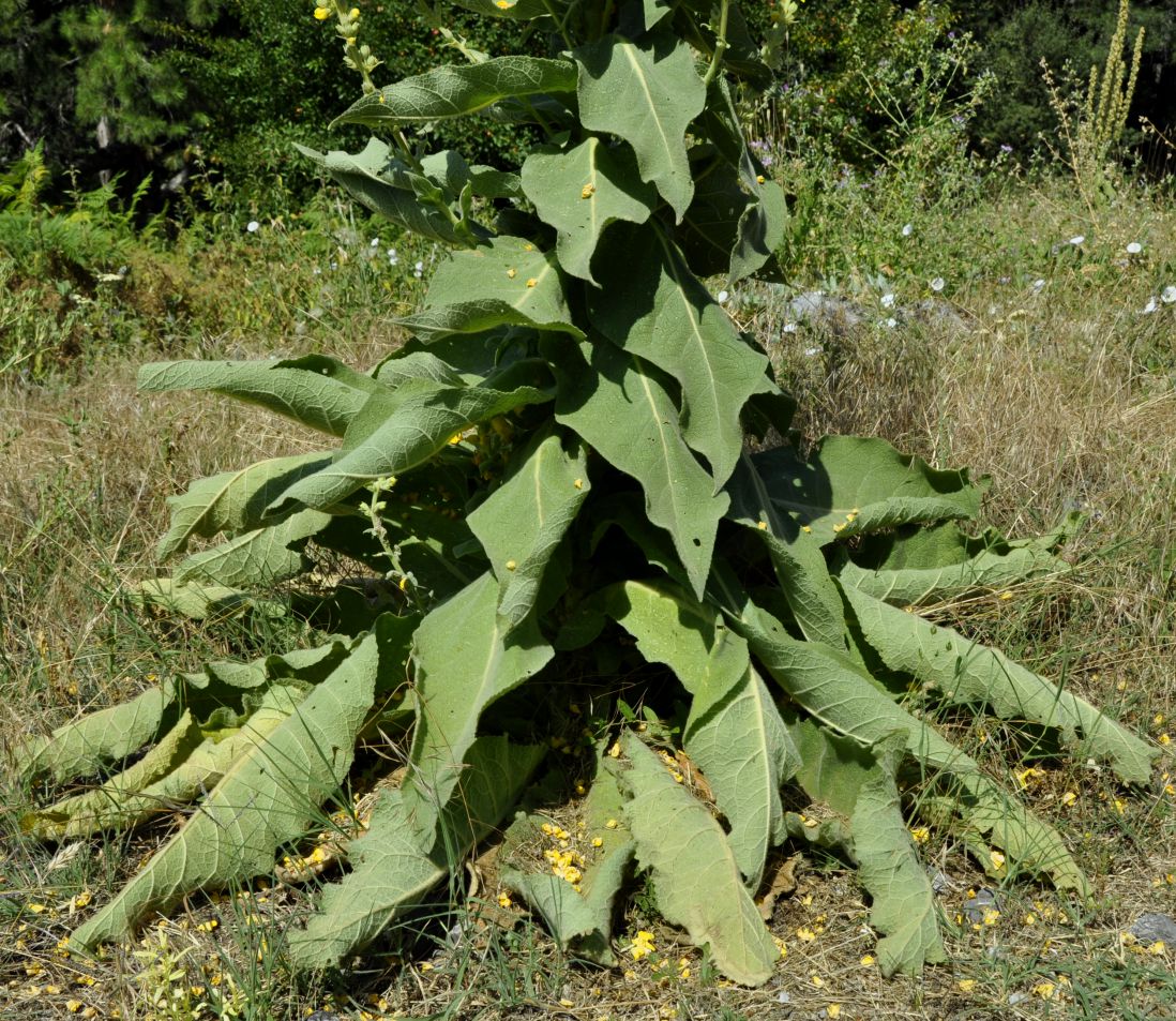 Изображение особи род Verbascum.