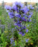 Echium vulgare. Фасциированное соцветие. Московская обл., ж.-д. станция Люберцы-2, луг у ж.-д. полотна. 18.07.2017.