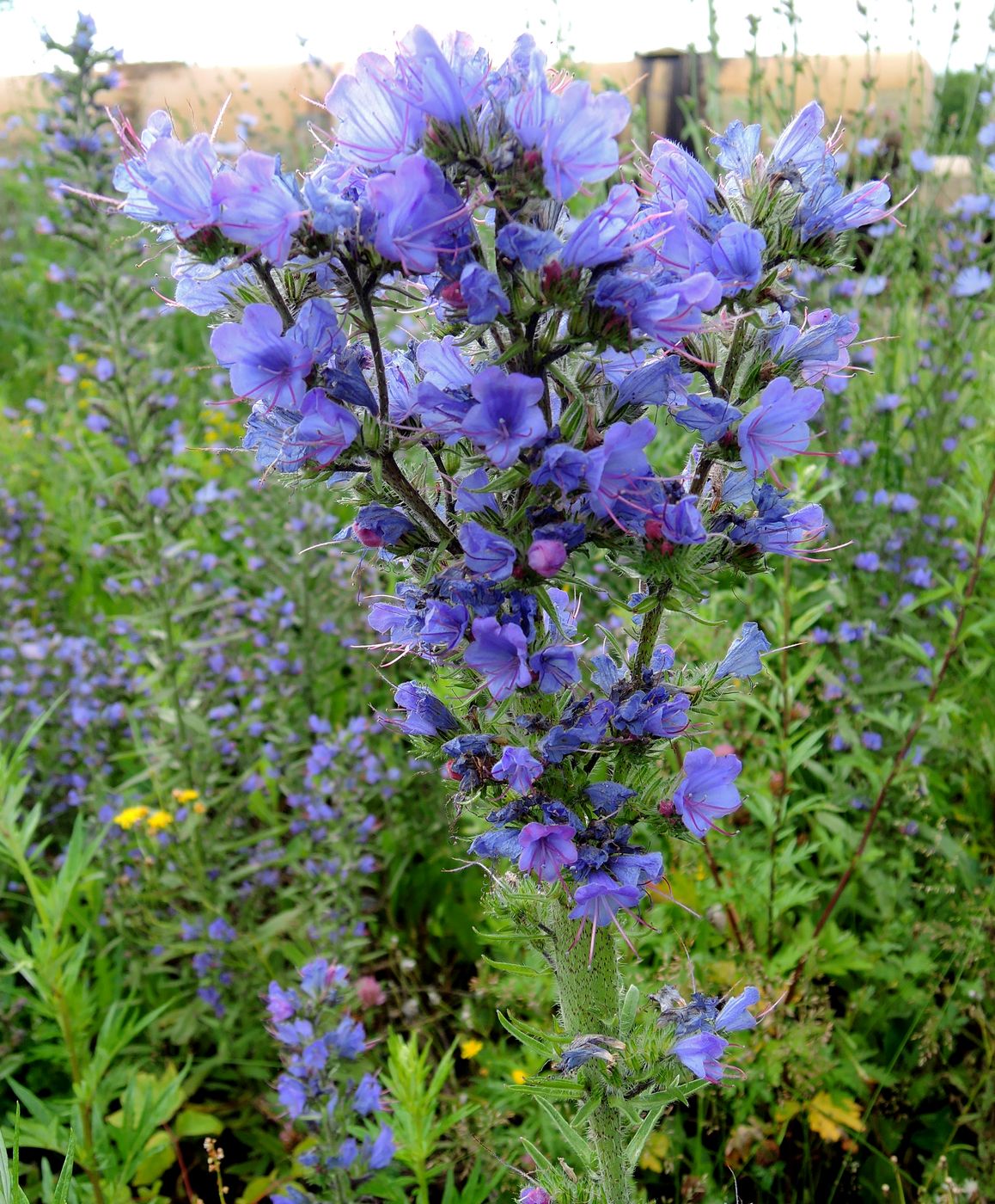 Изображение особи Echium vulgare.