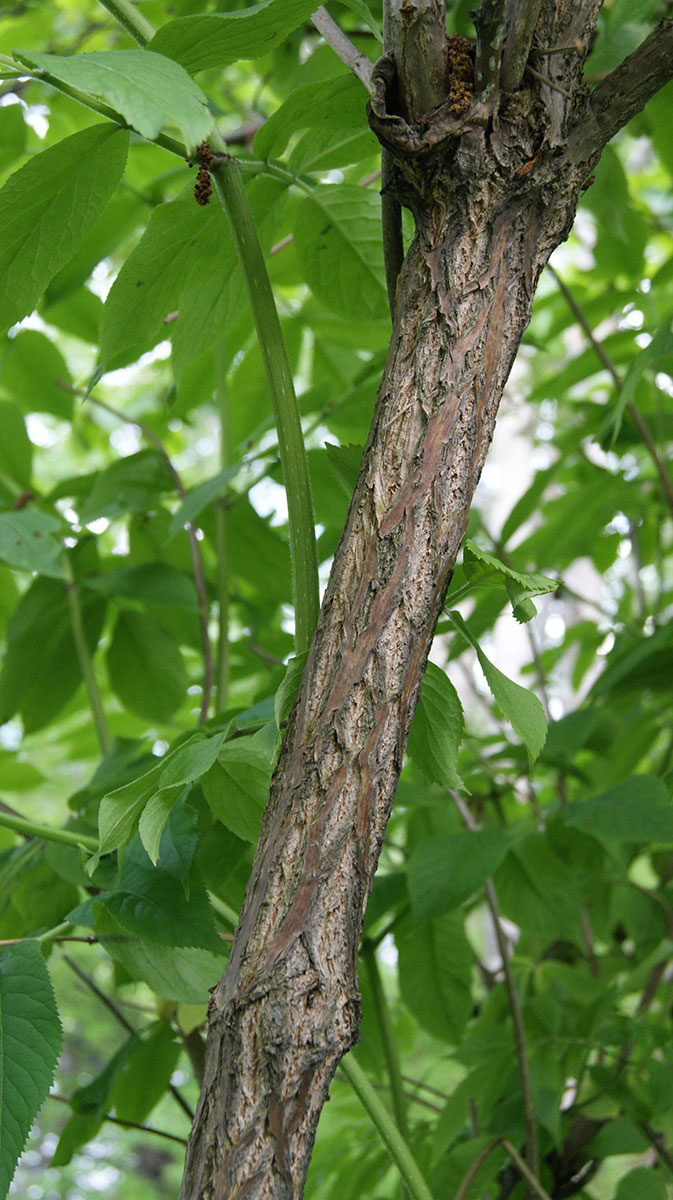 Изображение особи Sambucus kamtschatica.