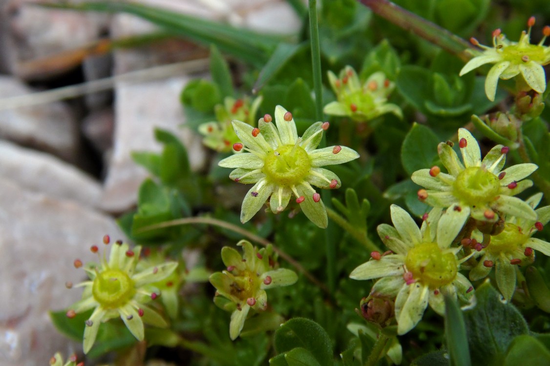 Image of Saxifraga moschata specimen.