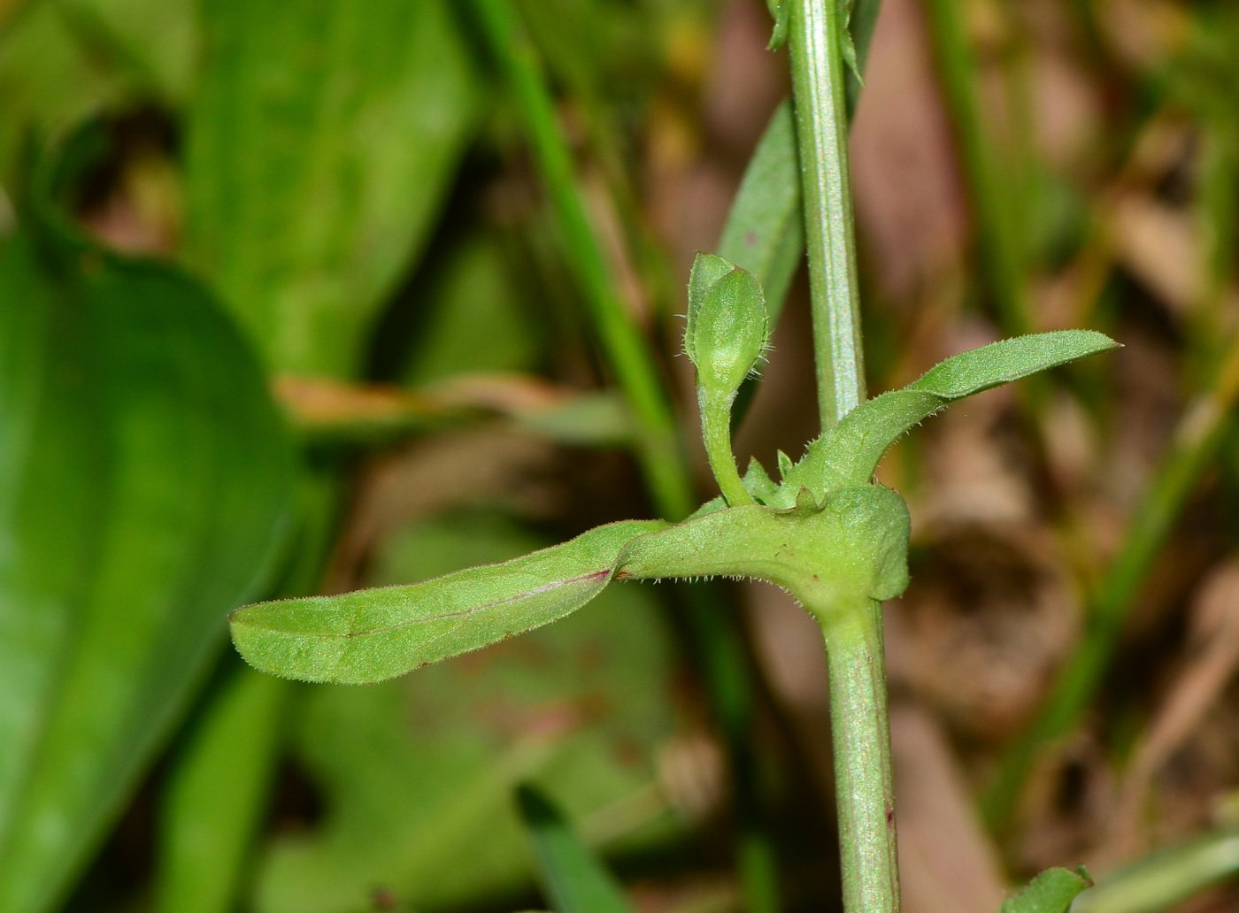 Изображение особи Cichorium endivia.