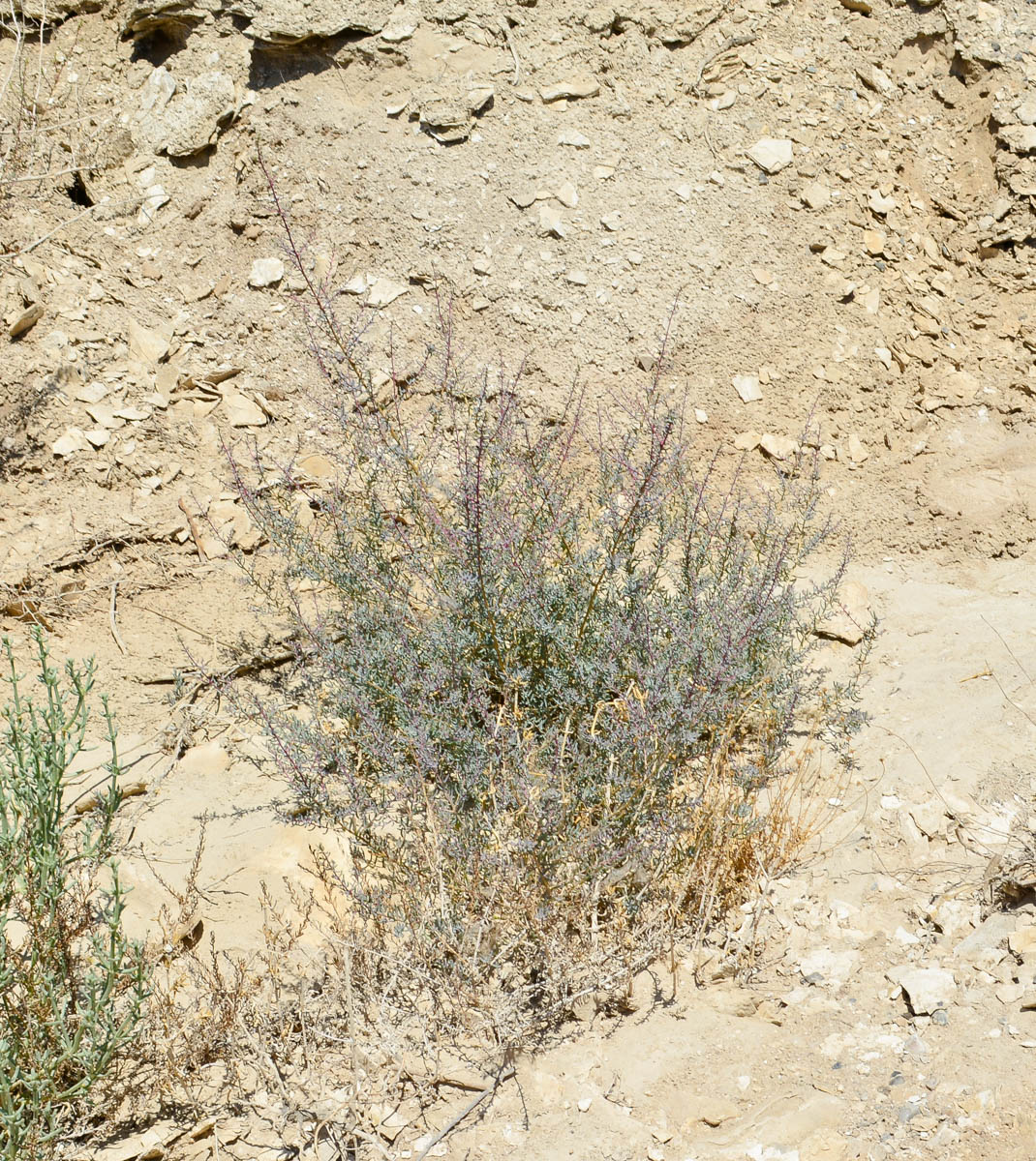 Image of Suaeda fruticosa specimen.