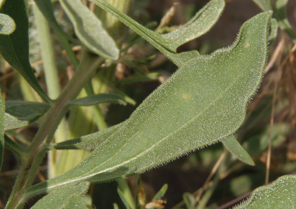 Image of Centaurea salonitana specimen.