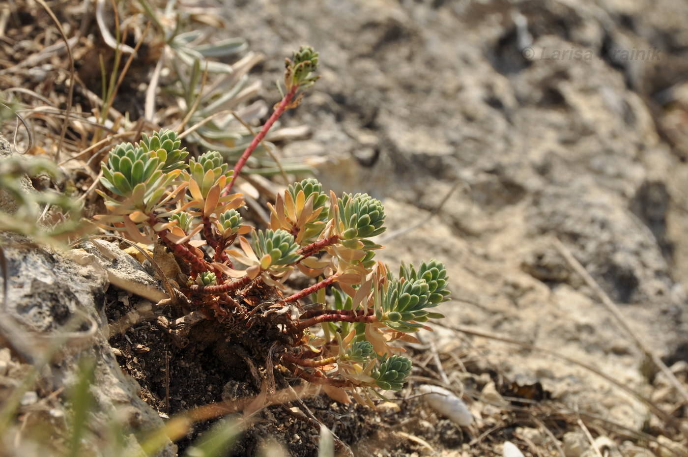 Изображение особи Euphorbia petrophila.