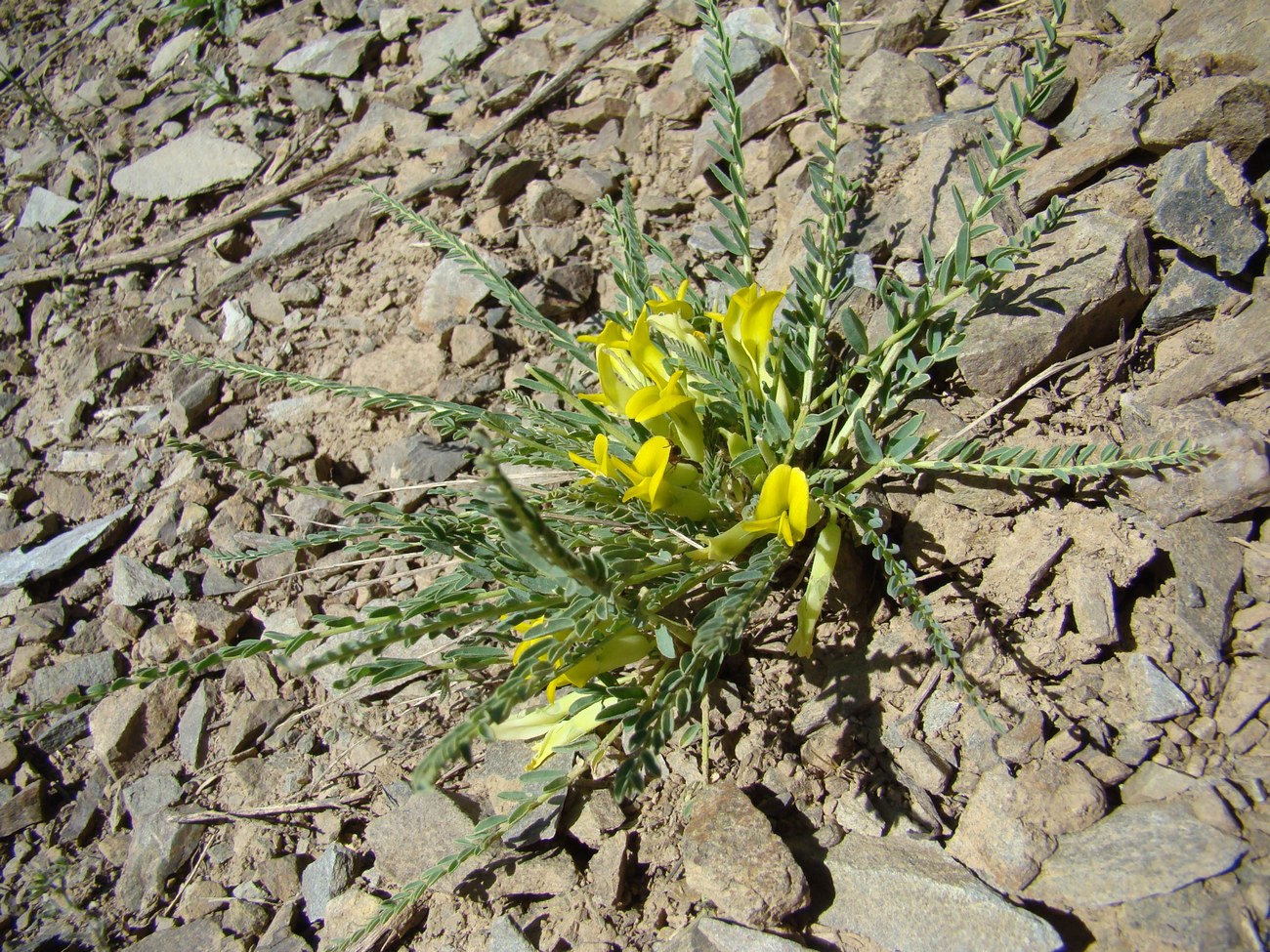 Изображение особи Astragalus talassicus.