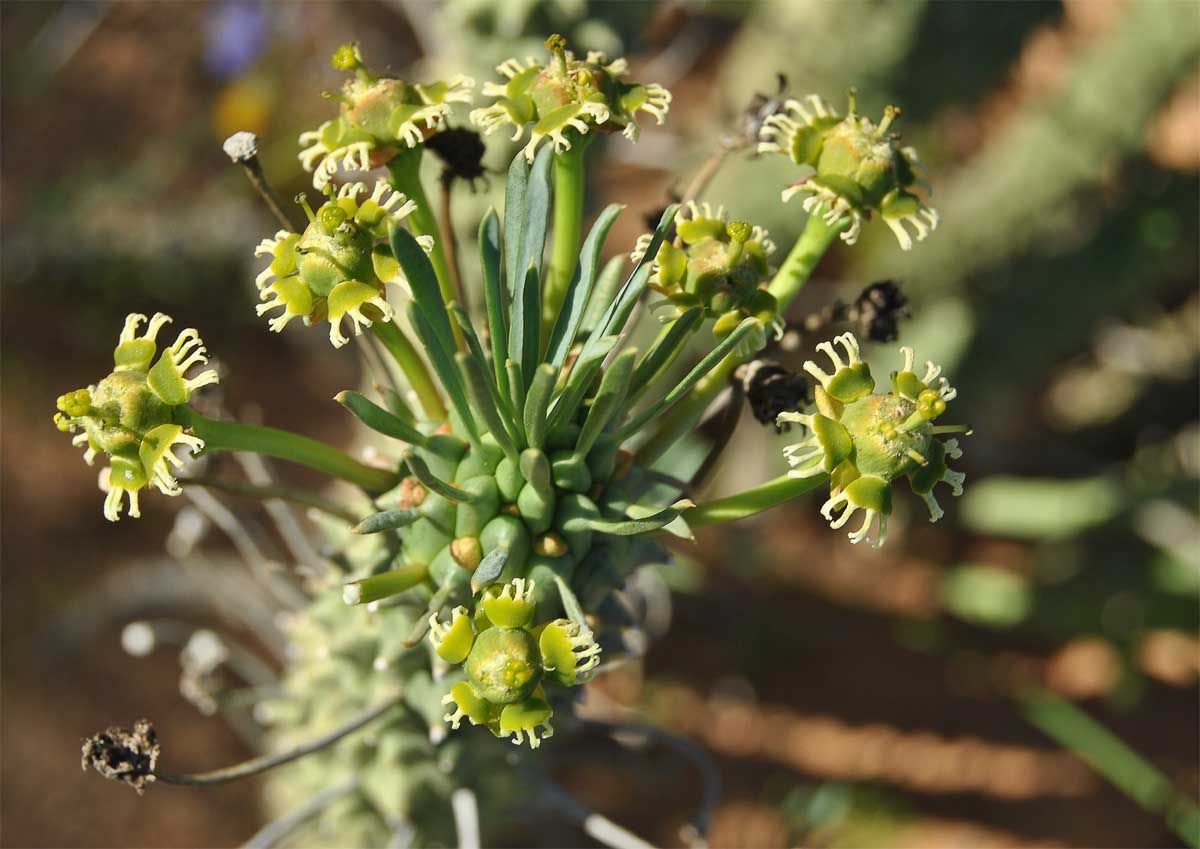Image of Euphorbia caput-medusae specimen.