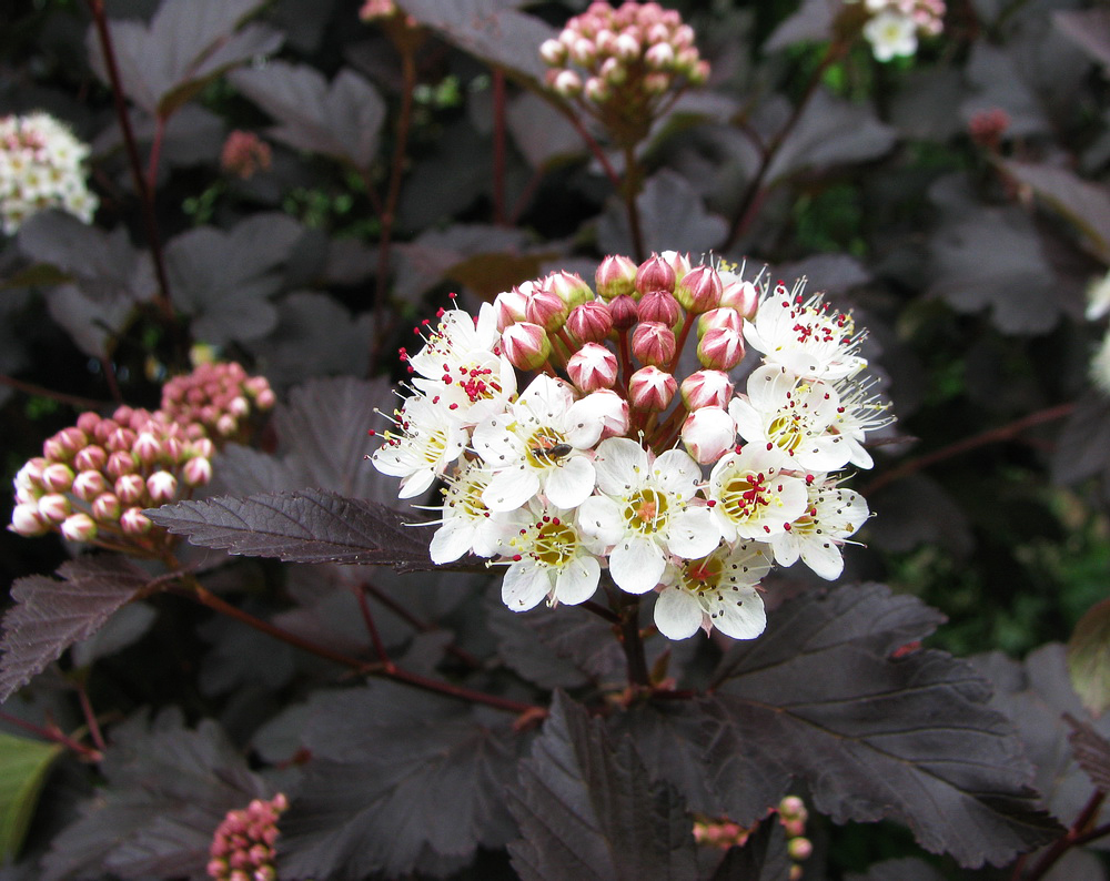 Image of Physocarpus opulifolius specimen.