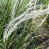 Stipa lessingiana