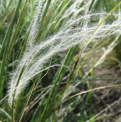 Изображение особи Stipa lessingiana.