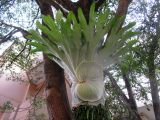 Platycerium superbum. Растение на стволе дерева. Австралия, г. Брисбен, территория Университета Квинсленда. 09.07.2015.