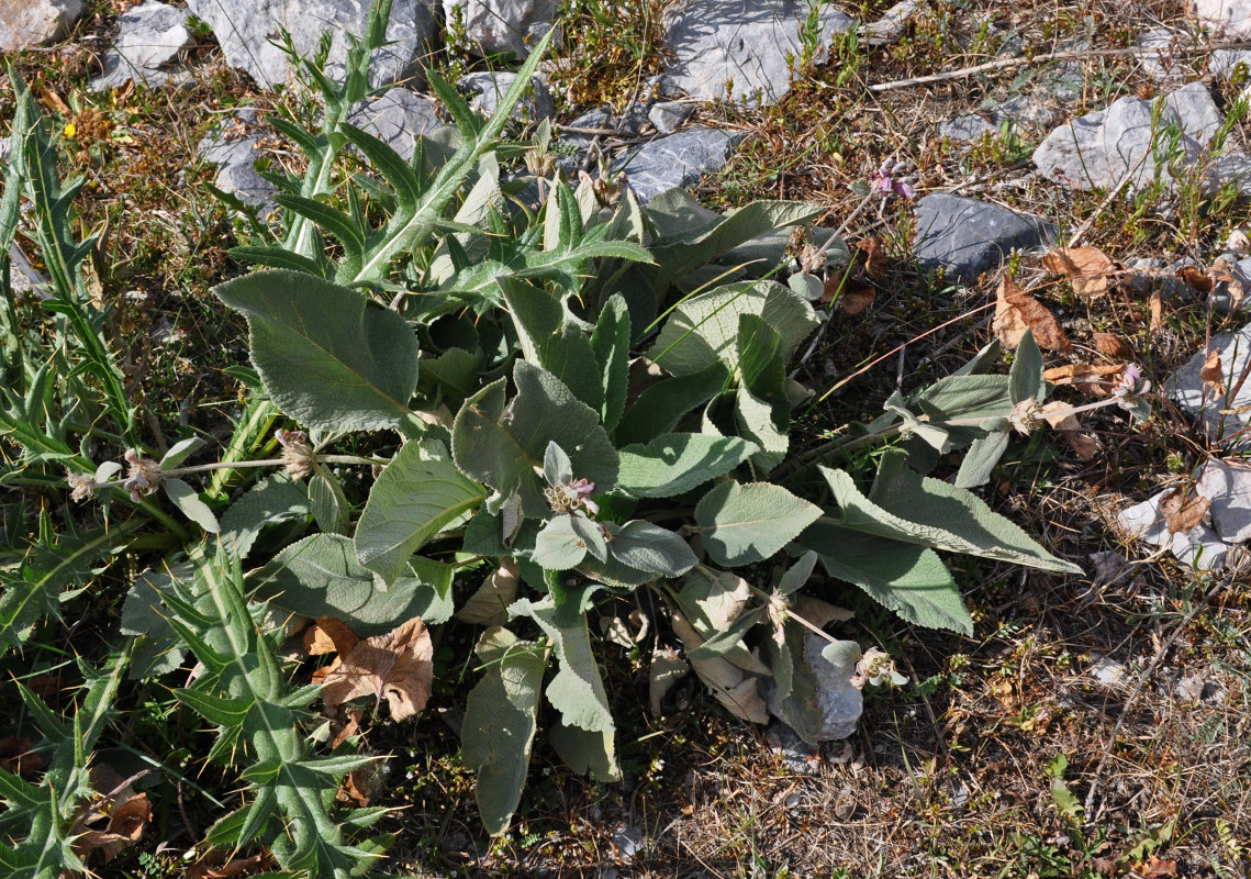 Image of Phlomoides canescens specimen.