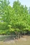 Liquidambar formosana. Взрослые деревья. Китай, Гуанси-Чжуанский автономный р-н, национальный парк Shiwan Dashan National Forest Park, парк рядом с гостиницей. 9 марта 2016 г.