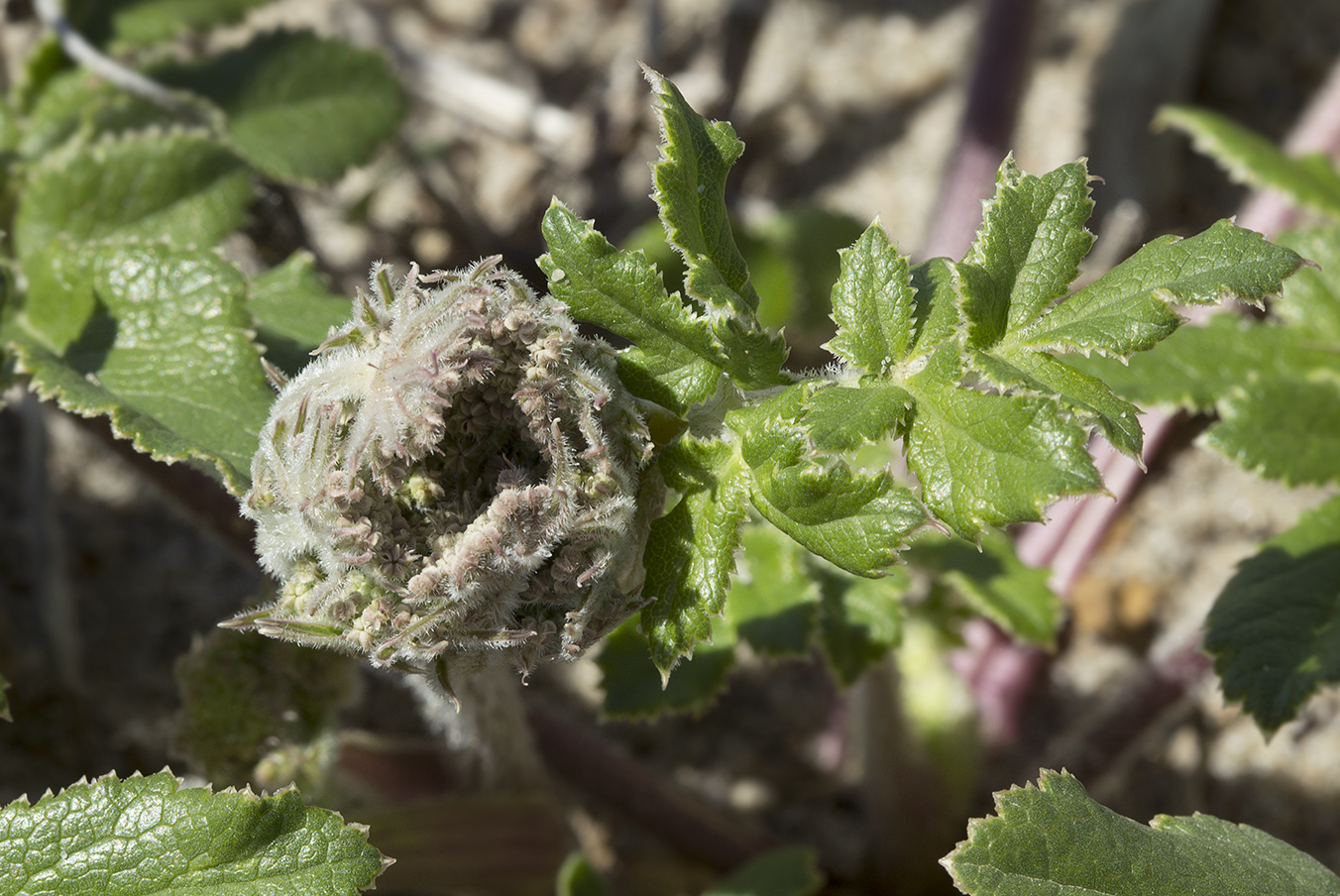 Image of Glehnia litoralis specimen.