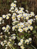 Erigeron annuus. Верхушка цветущего растения. Московская обл., Одинцовский р-н, окр. с. Никольское, борт старого песчаного карьера, луг. 25.09.2017.