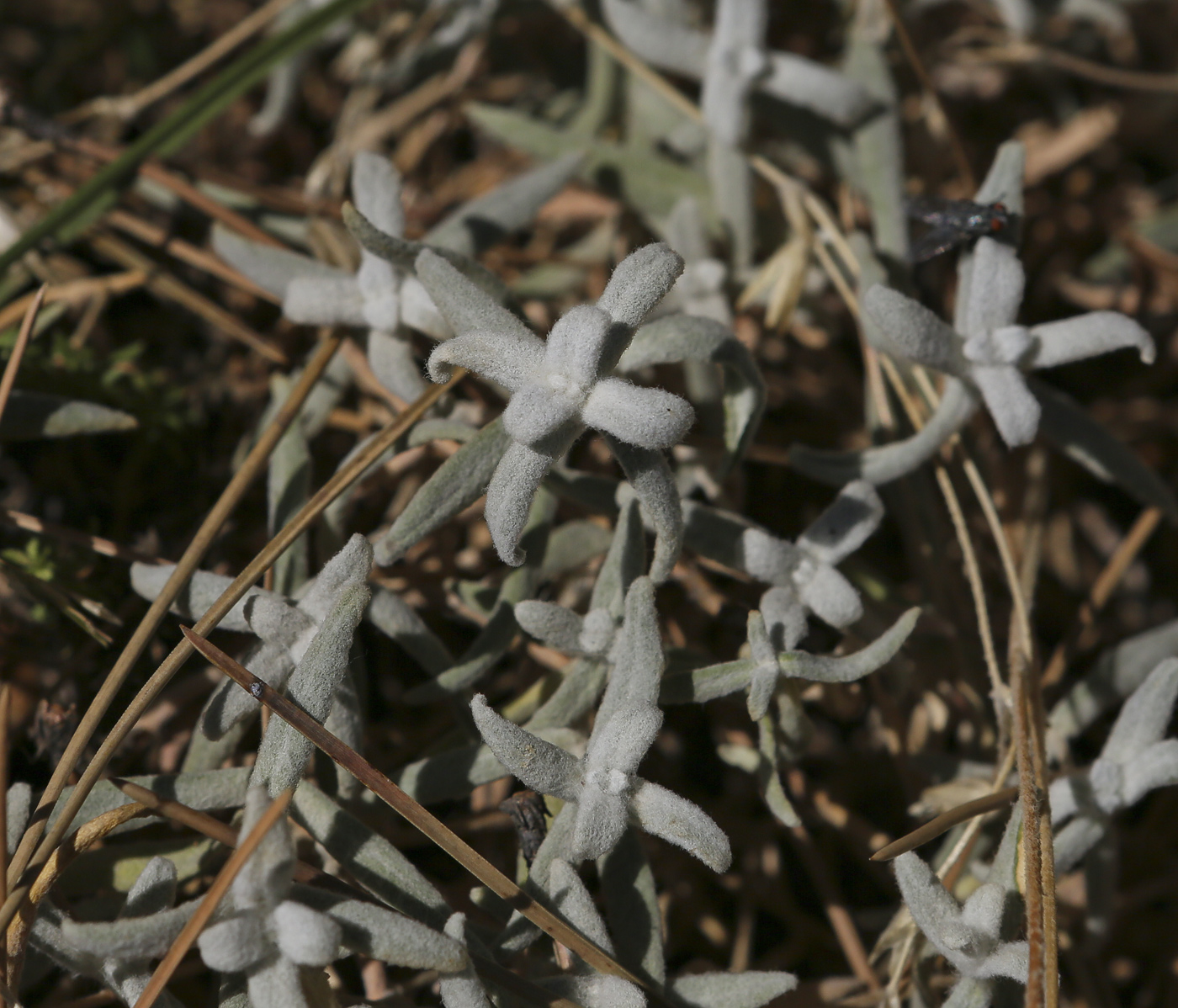 Изображение особи Cerastium biebersteinii.