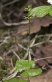 Listera cordata. Цветущее растение. Сахалинская обл., Охинский р-н, п-ов Шмидта, ельник зеленомошный. 19.07.2017.